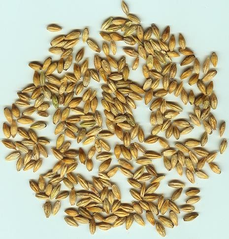 Barley Seeds
