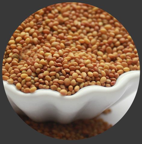 Berseem Clover Seeds