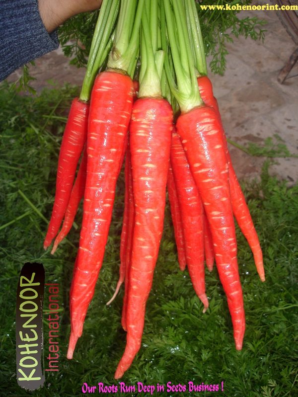 Carrot Seeds — Kohenoor International Pakistan exporter