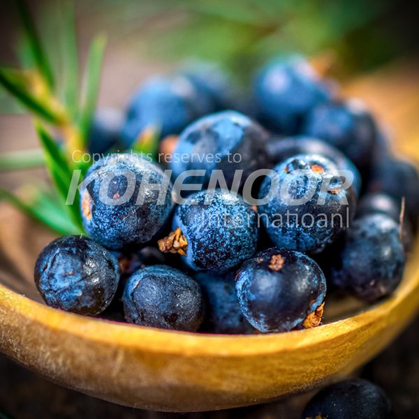 Juniper Berries — Kohenoor International Pakistan exporter