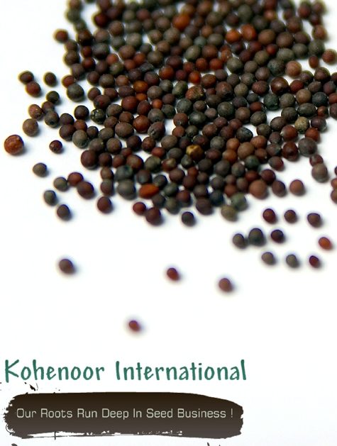 Mustard Seeds — sprouting