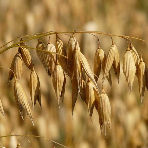Oats Seed — feed