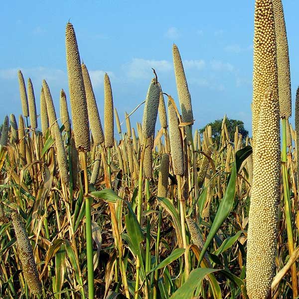 Pearl Millet — feed grain