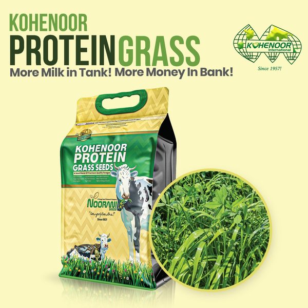 Kohenoor Protein Grass — Kohenoor International Pakistan exporter
