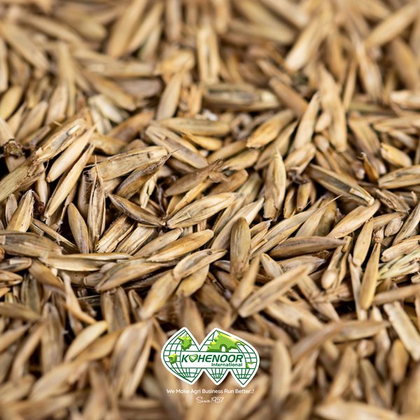Ryegrass Seeds