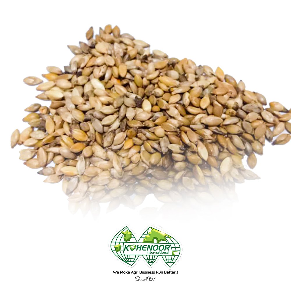 Velvet Grass Seeds — Kohenoor International Pakistan exporter